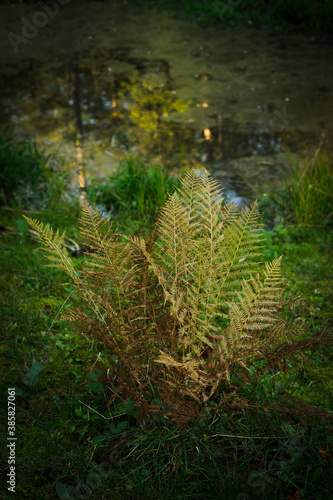 fern in the forest near water