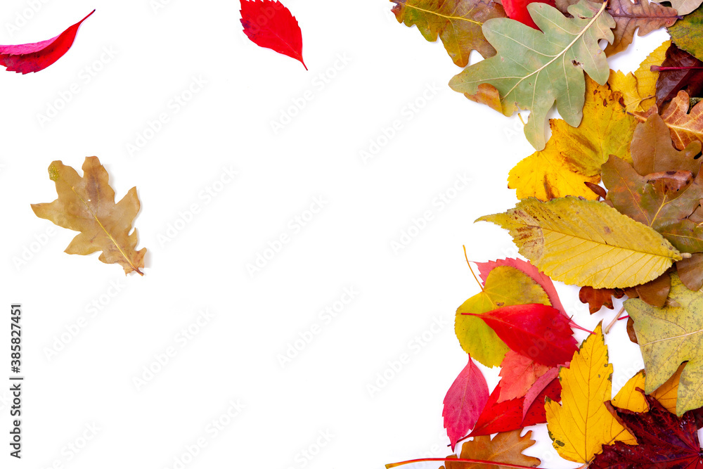 Obraz premium Beautiful fallen leaves lie on a white background