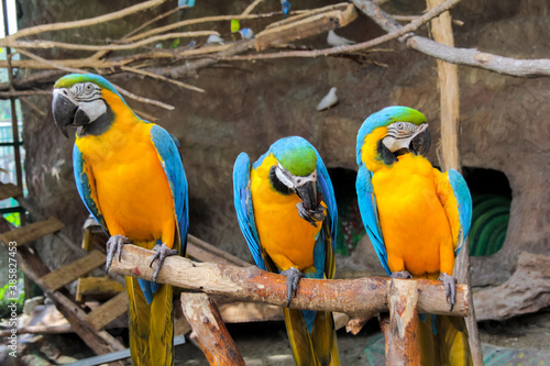 beautiful yellow macaw parrots