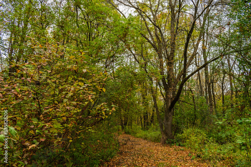 Maizerets park in Quebec city, mid autumn