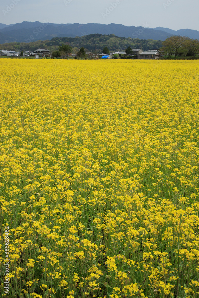 藤原京跡の菜の花畑