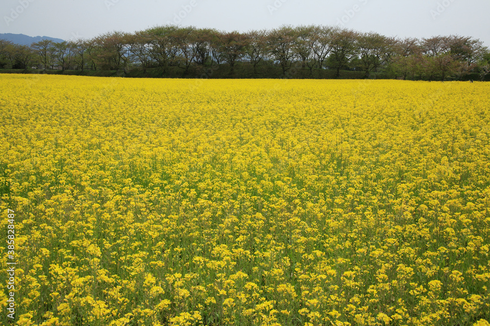 藤原京跡の菜の花畑 藤原京跡の菜の花畑