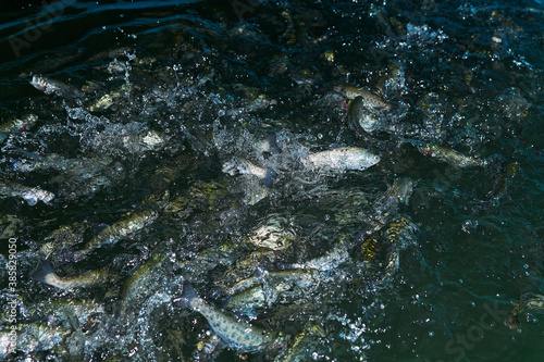 Sticker trout splashing in the water at a fish farm waiting for feeding