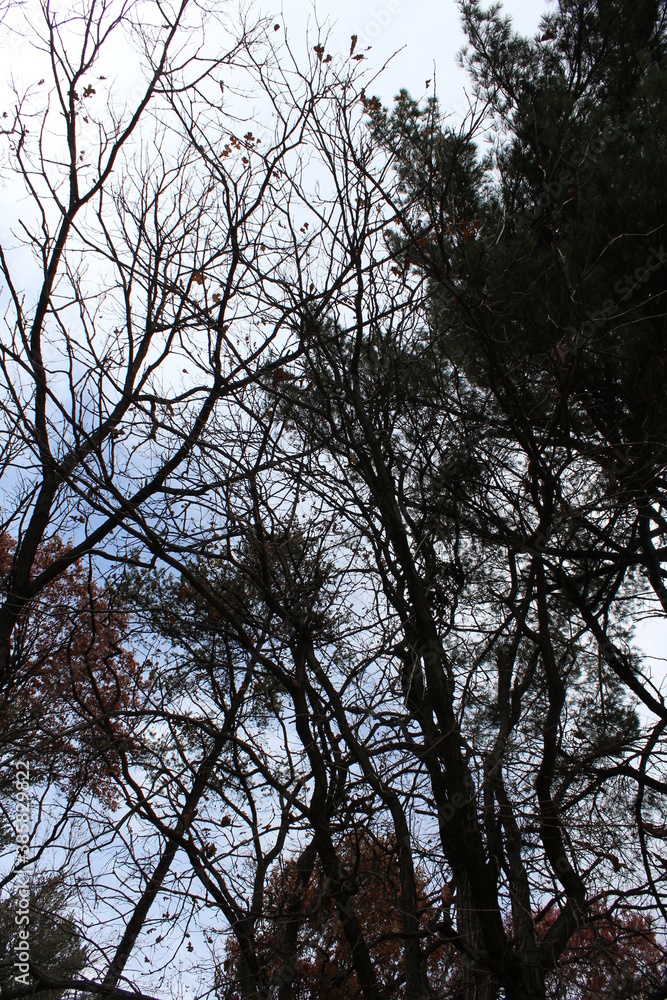 Fototapeta premium trees in the sky