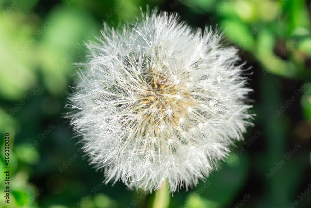 big and fluffy dandelion taken close up