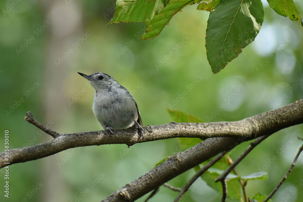 White-breasted Nuthatch in a Beech tree White-breasted Nuthatch in a Beech tree