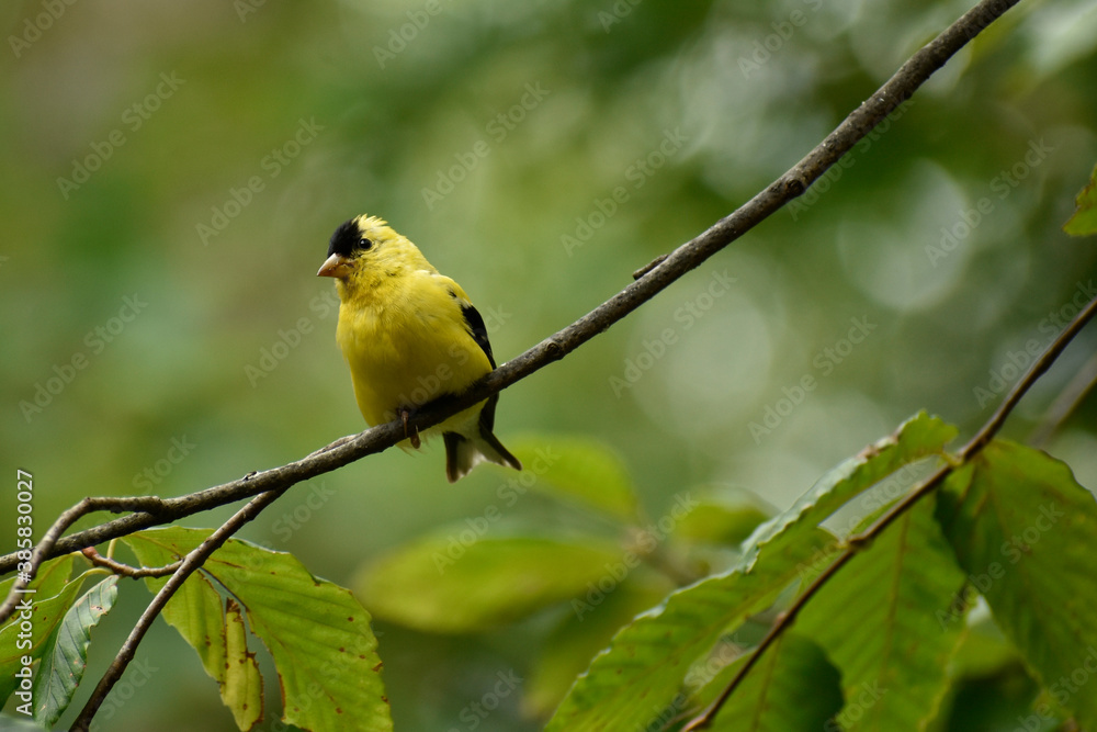 Portrait of a juvenile American Goldfinch Portrait of a juvenile American Goldfinch