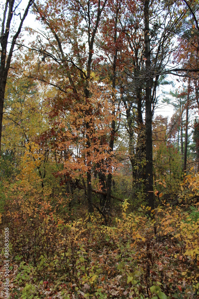 Obraz premium autumn in the forest