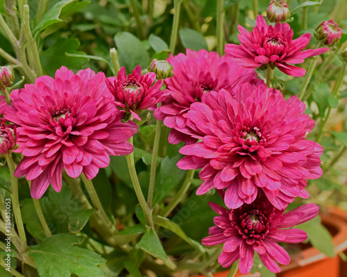 Pink Chrysanthemum in the garden