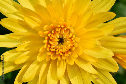 Closeup of a yellow chrysanthemum