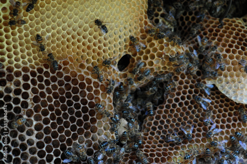 HONEY HONEY