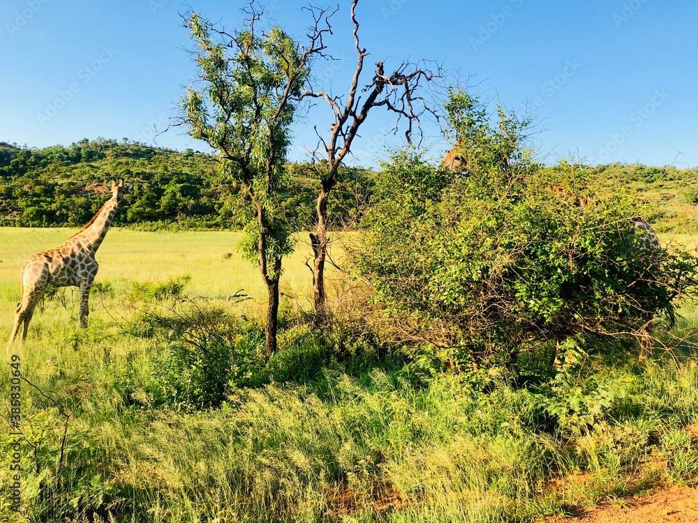Fototapeta premium Giraffe in the wild
