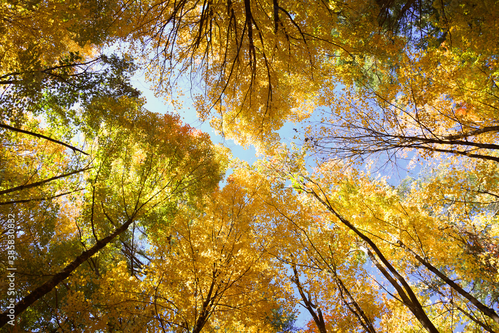 low angle view of yellow autumn tree branches in autumn season low angle view of yellow autumn tree branches in autumn season
