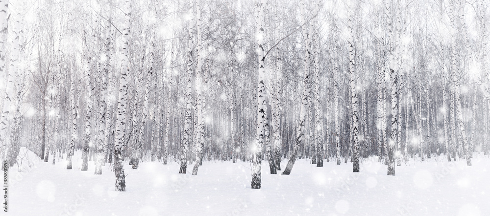 Winter birch grove. Snow is falling in the forest. Snow covered trees. Frosty, cold weather. Panoramic image. Winter birch grove. Snow is falling in the forest. Snow covered trees. Frosty, cold weather. Panoramic image.