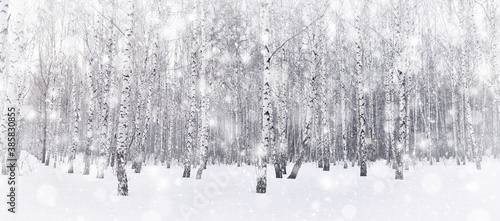 Winter birch grove. Snow is falling in the forest. Snow covered trees. Frosty, cold weather. Panoramic image.