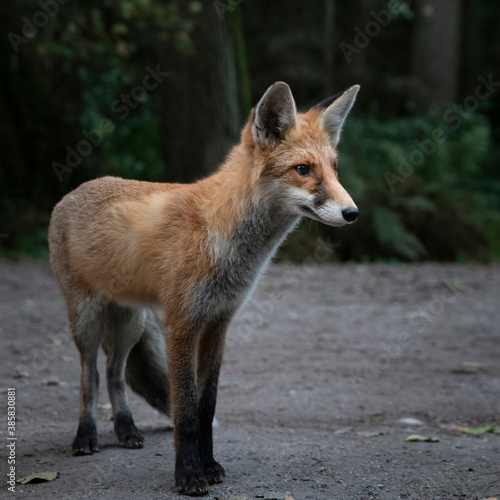 gracile fox