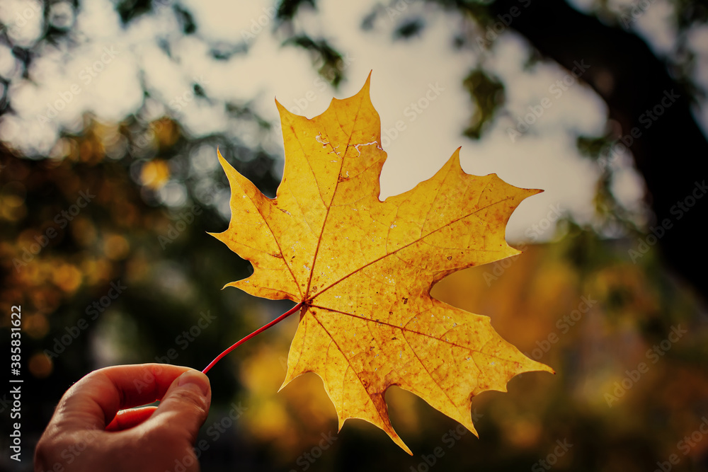 Hand holding golden yellow maple leaf against a gloomy rainy background of autumn park. Autumn background. Seasonal concept.