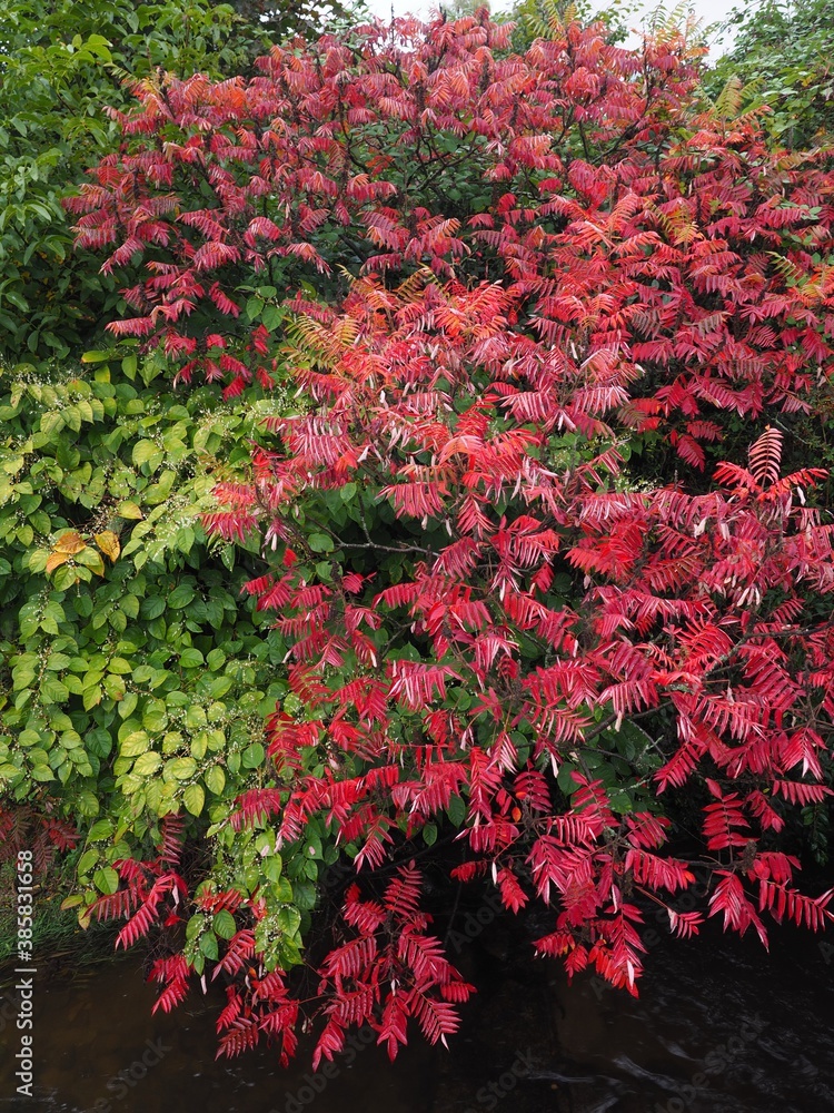 Jahreszeit - farbenfrohe Sträucher im Herbstkleid	