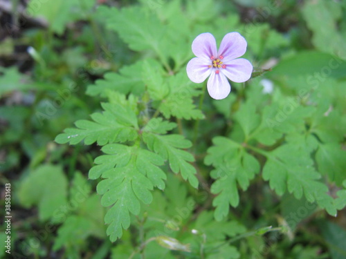 flowers in the forest