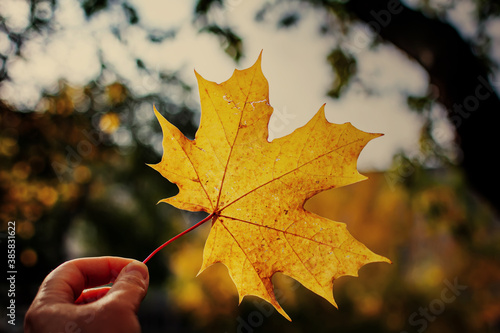 Hand holding golden yellow maple leaf against a gloomy rainy background of autumn park. Autumn background. Seasonal concept.