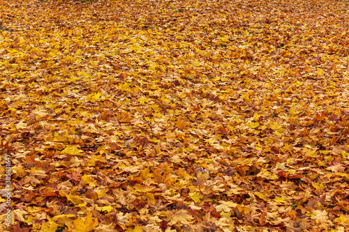 Orange maple leaves background. Creative autumn background of fallen yellow leaves in the forest. Seasonal concept. Golden maple leaf fall on ground in autumn in Latvia.