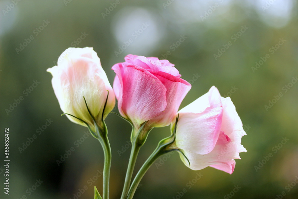 pink roses in garden pink roses in garden