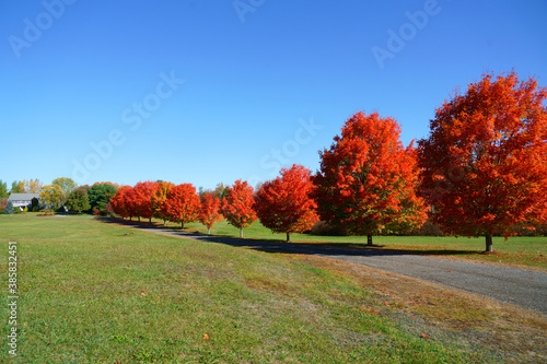 red maple trees in a row along the driveway