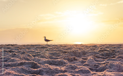Ocean Scene Background With Sand And Seagull With