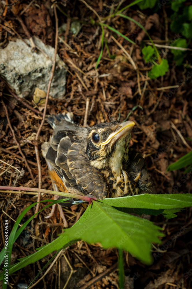 Fledgling American Robin Fledgling American Robin