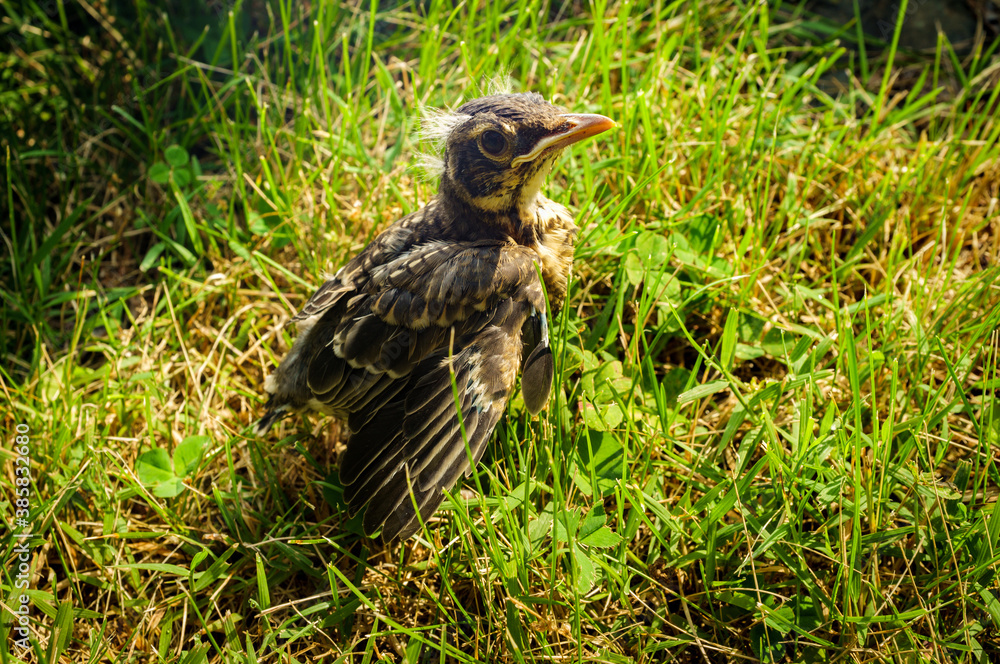 Fledgling American Robin Fledgling American Robin