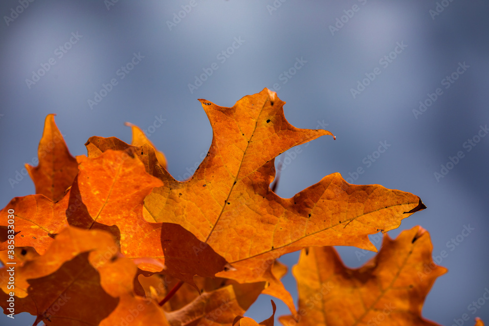 Fototapeta premium Canadian forest multicolour autumn leaves