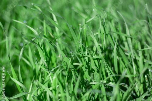 bright green fresh grass with dew drops, background for text