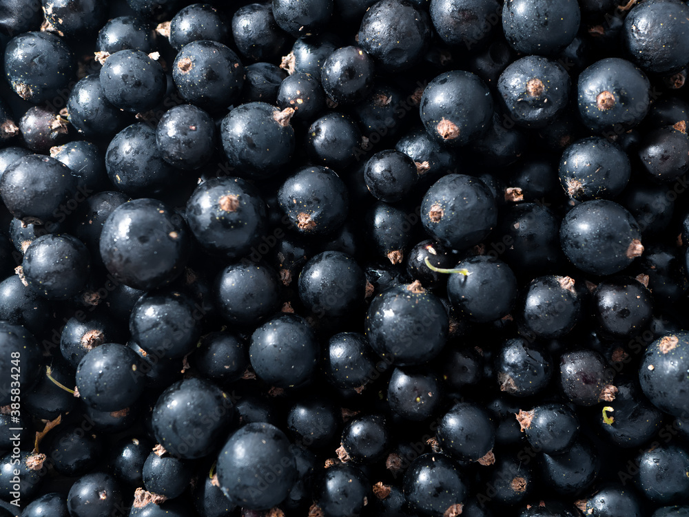 Fresh ripe black currant. Summer vitamins