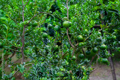 Green unripe citrus fruits hanging on the tree. Green tree background.