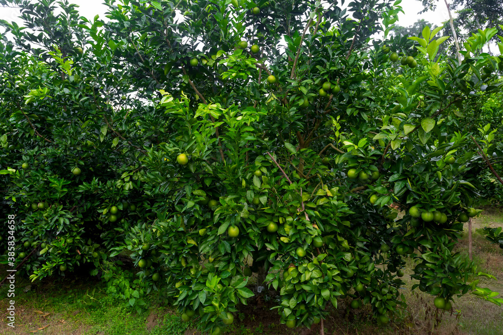 Green unripe citrus fruit(Malta) hanging on a tree. Citrus fruits plantation.