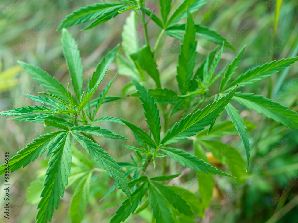 Green hemp bush in the forest. Hemp leaf close up Green hemp bush in the forest. Hemp leaf close up