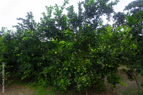 Green unripe citrus fruit Malta  hanging on a tree. Citrus fruits plantation.