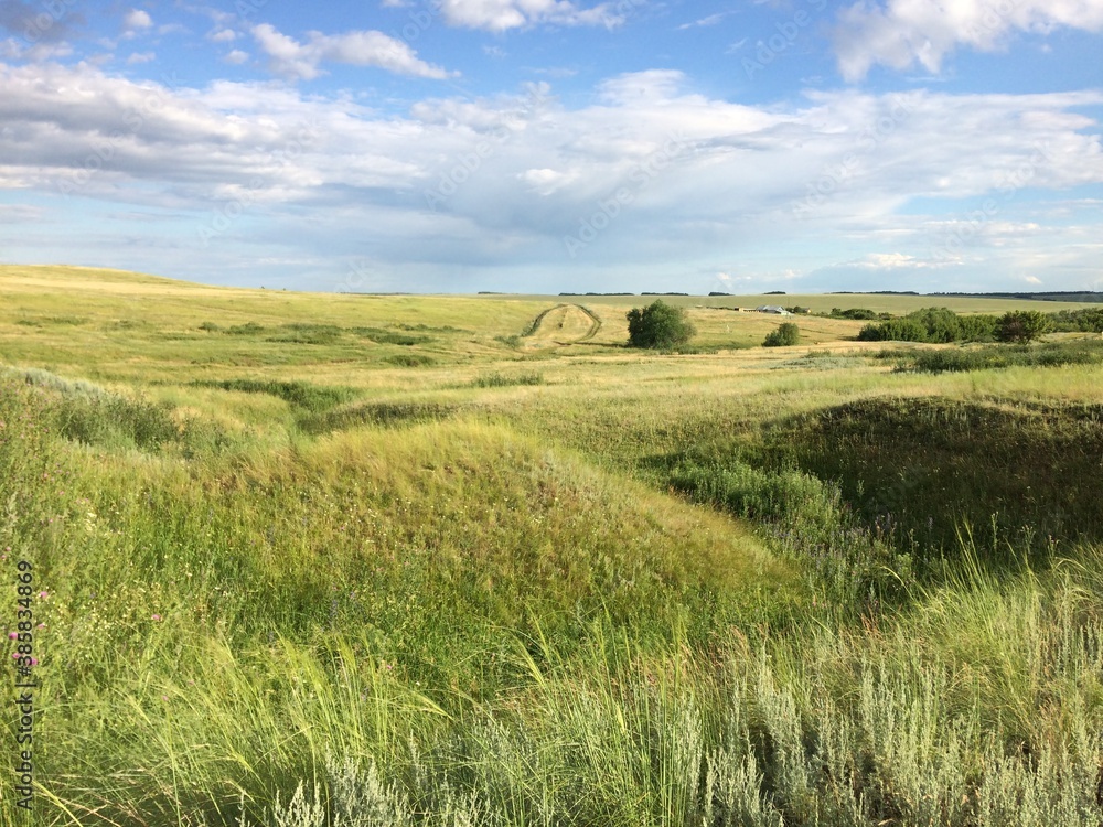 field of wheat