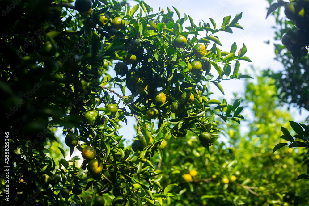 Half ripe citrus fruit (Tangerine) hanging on the tree.