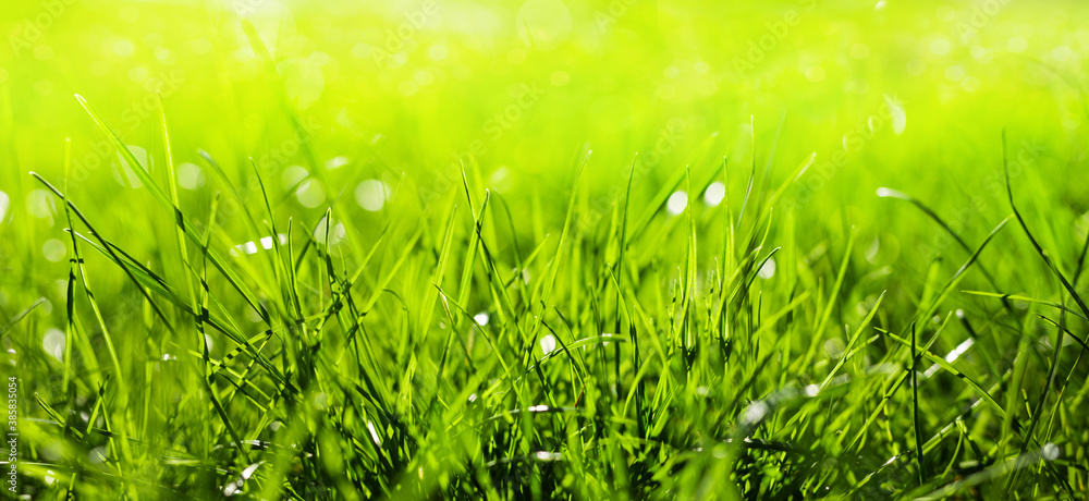 Beautiful green grass with rain drops. Artistic image of purity and freshness of nature banner. Beautiful green grass with rain drops. Artistic image of purity and freshness of nature banner.