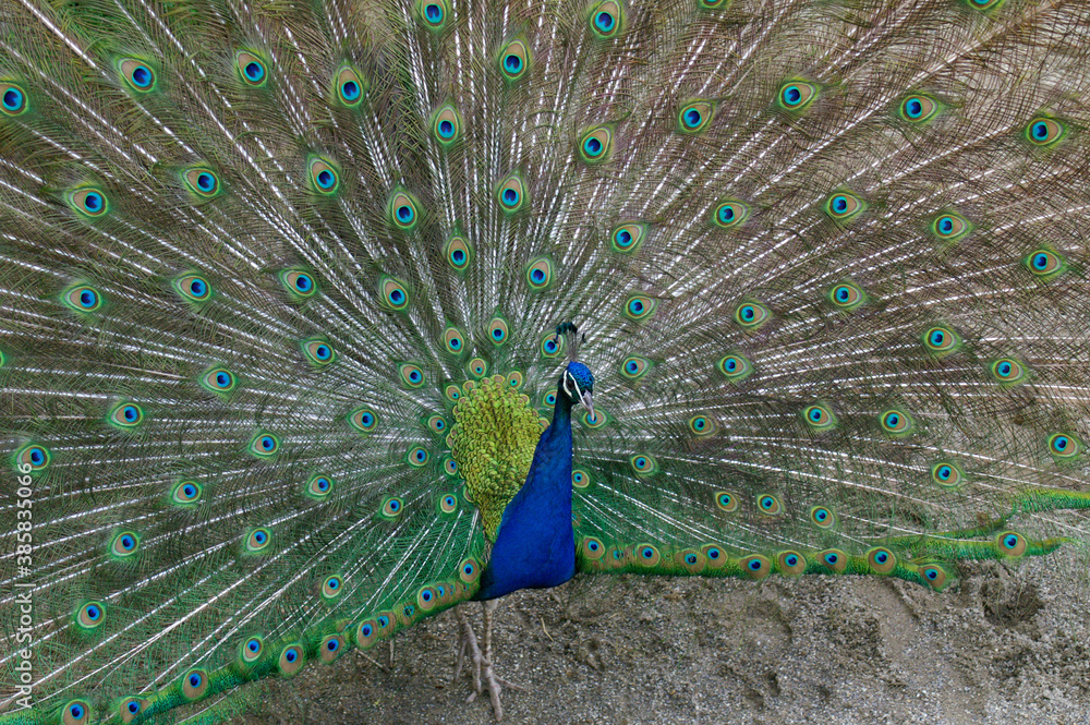 Obraz premium Close-up of a peacock with spread wings