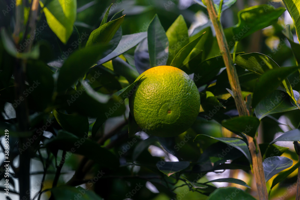 Half ripe citrus fruit on the tree. On the half-ripe citrus fruit tree and leaves have been sprayed disinfectants.