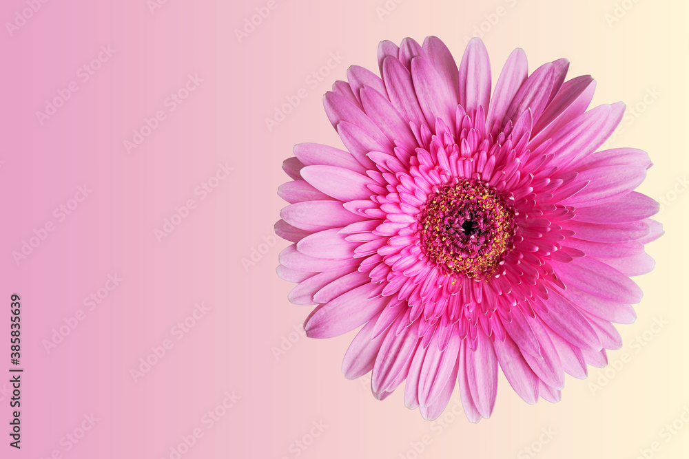 Single cut out or isolated pink tender elegant gerbera flower head or Transvaal daisy against soft gradient background representing love and romance. Image with copy space, horizontal orientation