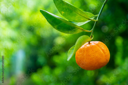 A tangerine fruit (Citrus Tangerina) hanging with leaves. Yellow-orange and greenish background. photo