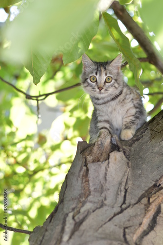Beautiful green-eyed cat sits on a tree and looks at the camera