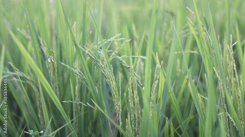 Fototapeta premium rice field in india. 