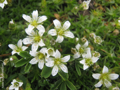 white flowers