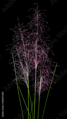 Pink muhly grass (Muhlenbergia capillaris) plumes. Grass is a native of North America.