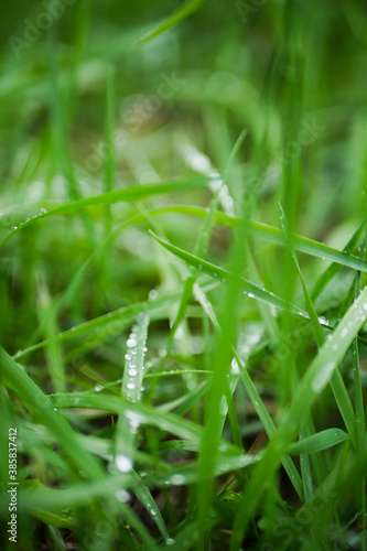 Close up dew on the grass. After rain. Vertical orientation 