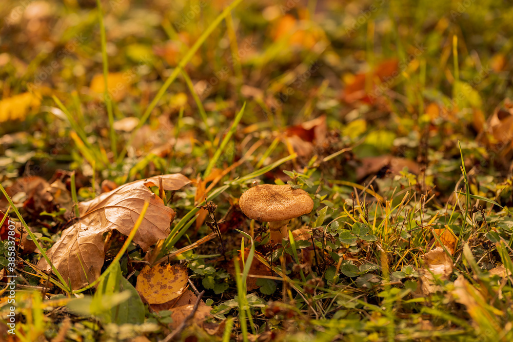 Mushrooms in a meadow with fallen yellow leaves. Honey mushrooms. Autumn concept. Copy space. Mushrooms in a meadow with fallen yellow leaves. Honey mushrooms. Autumn concept. Copy space.